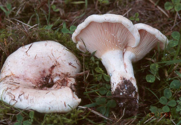 Lactarius controversus